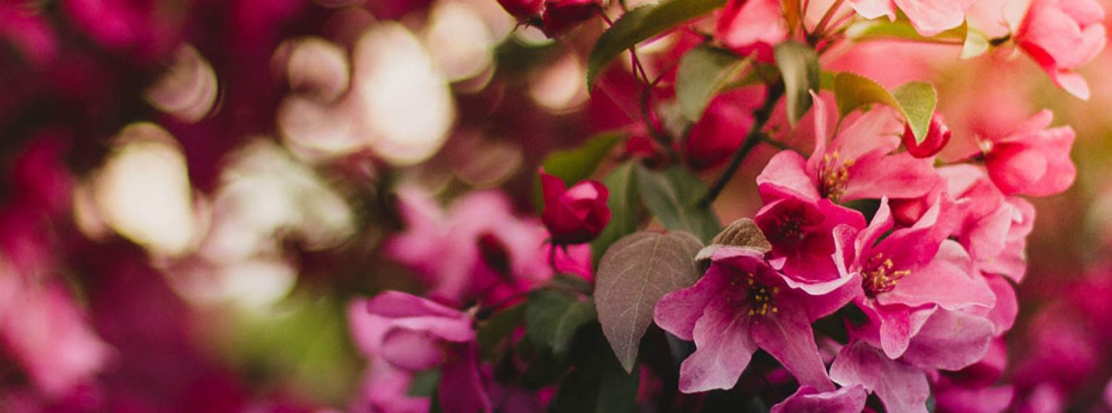 pink dogwood leaves
