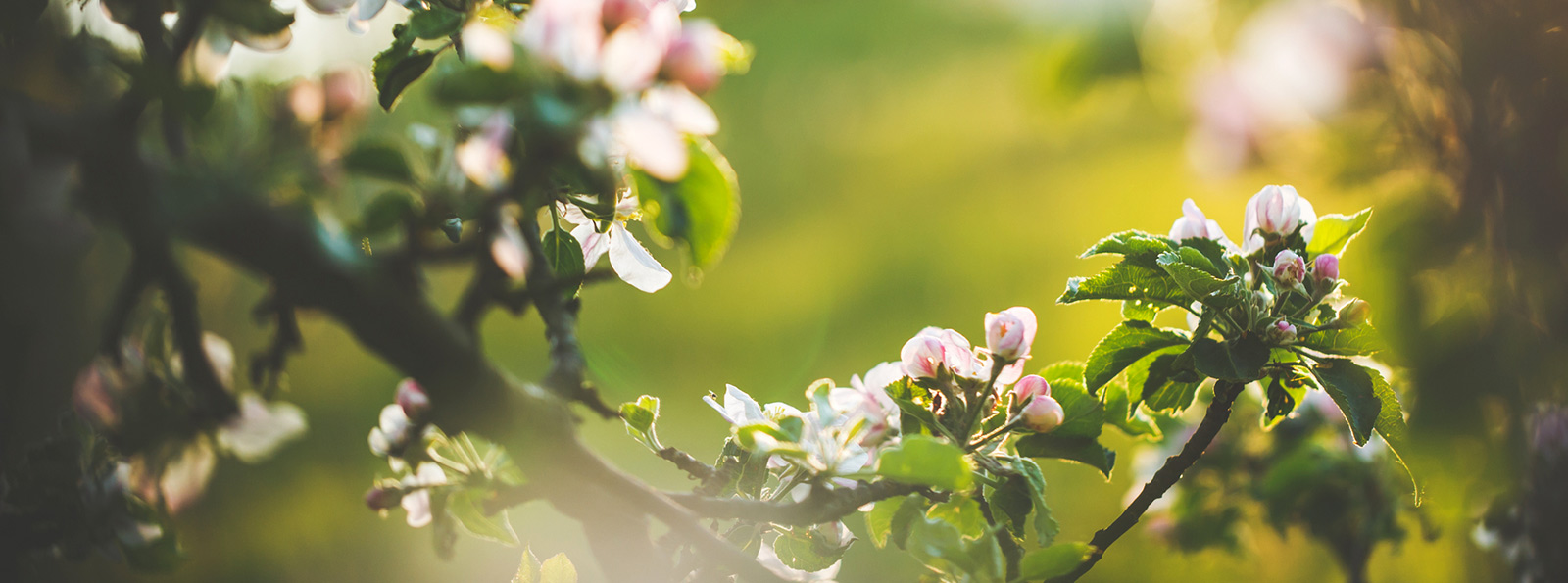 Blooming trees.