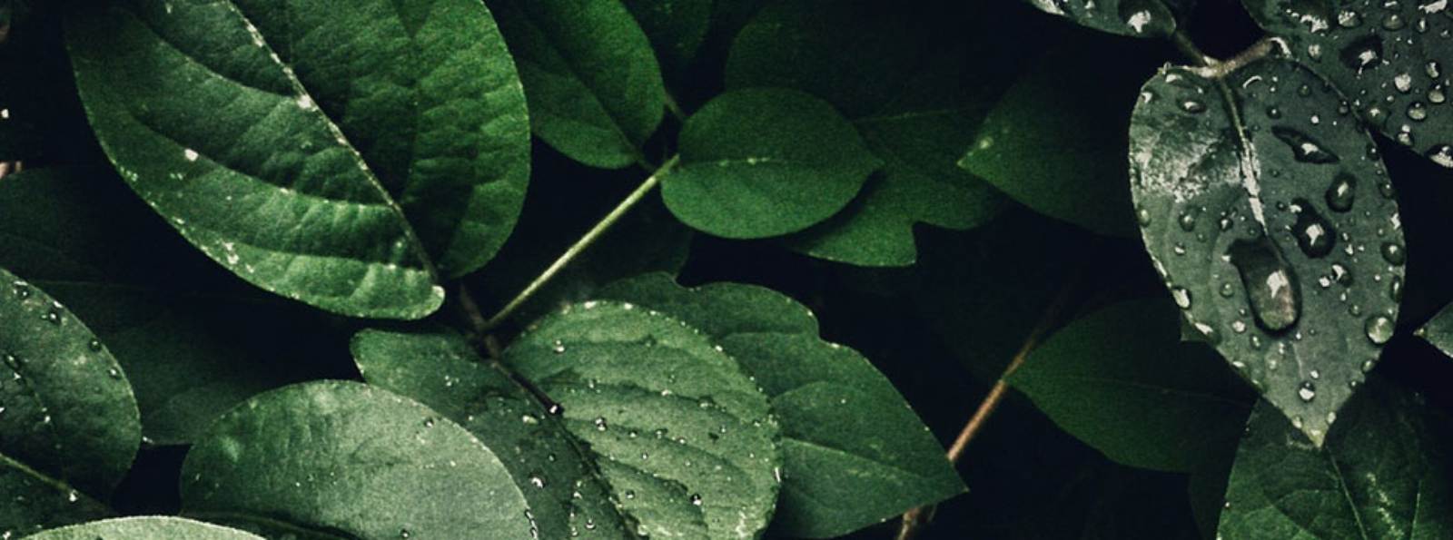 water droplets on green leaves