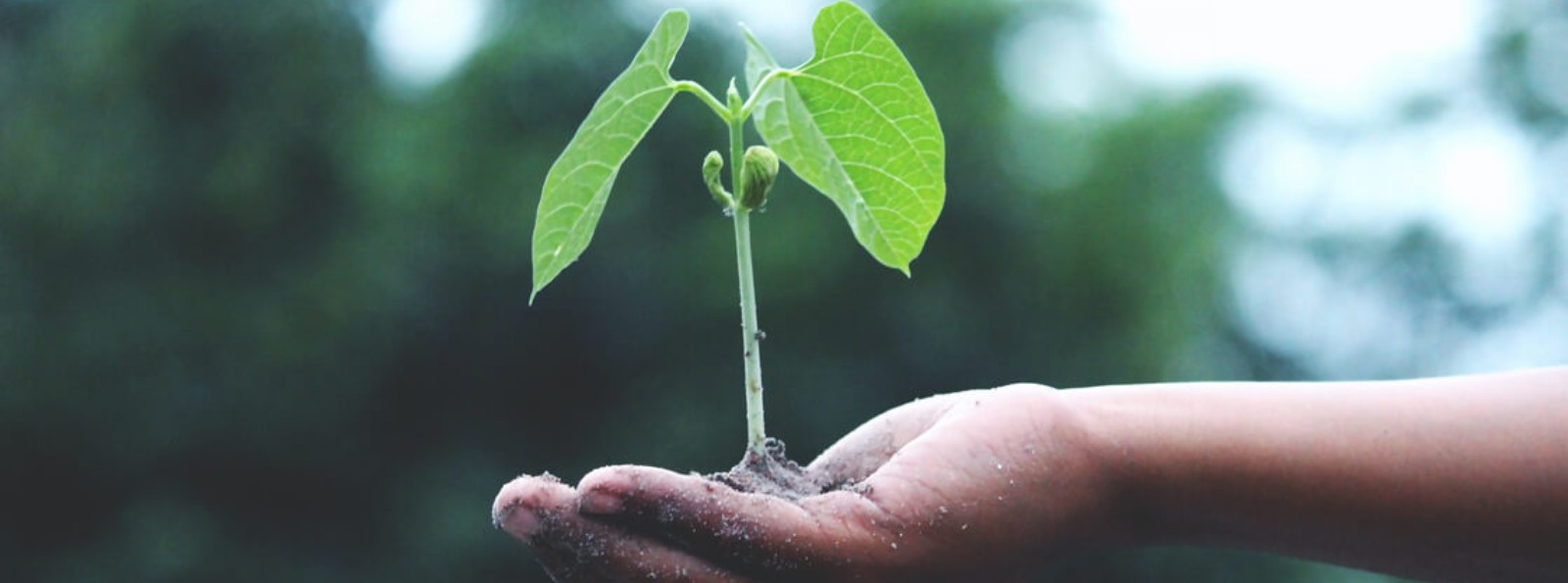 a hand holding a plant